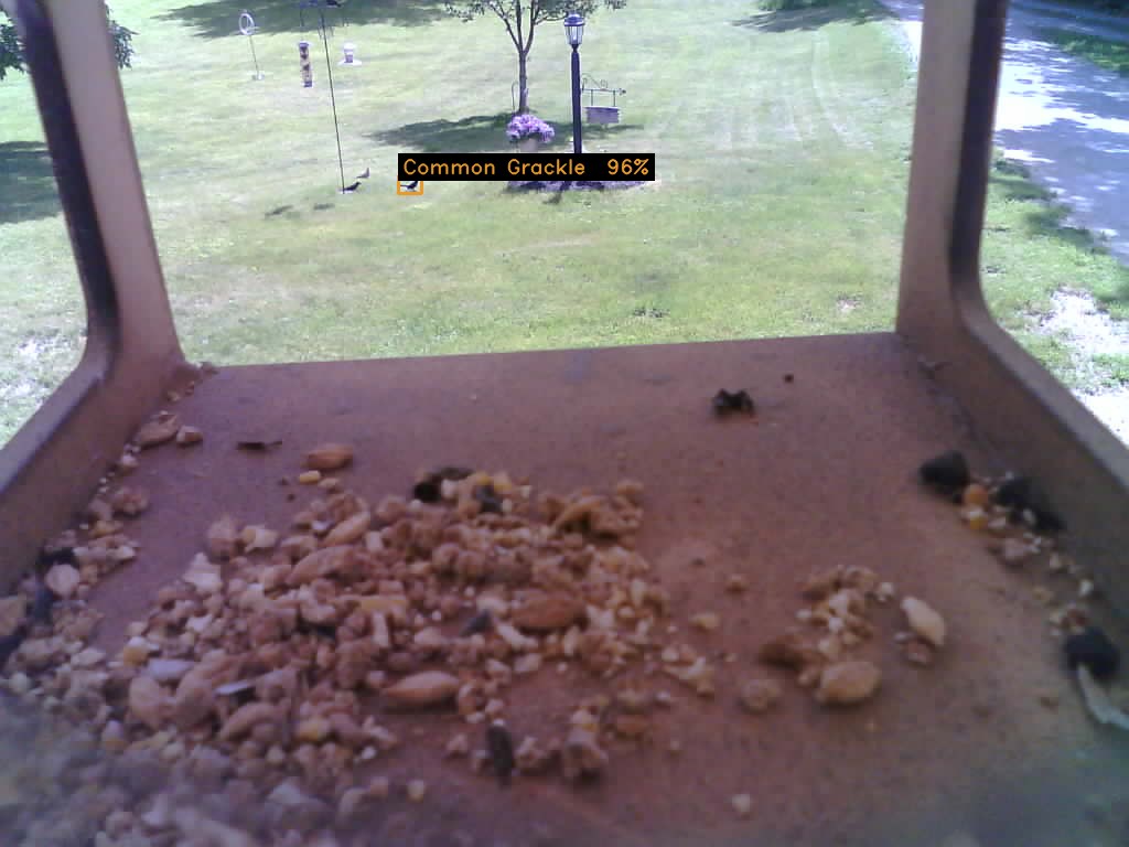 A Common Grackle by the feeder, identified at 96% confidence